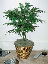 Photos of Silk Marijuana Plant