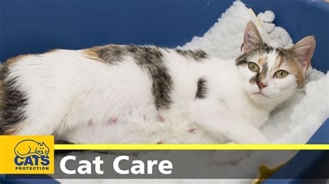 Caring For Pregnant Cats