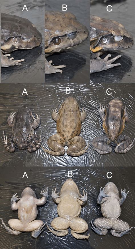 Ventral Dorsal And Head View Of Leptodactylus Pentadactylus Species Download Scientific