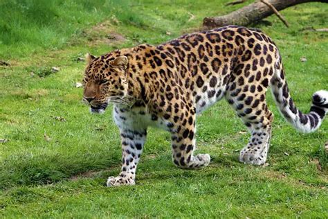 Amur Leopard Facts Diet Habitat Why They Are Endangered