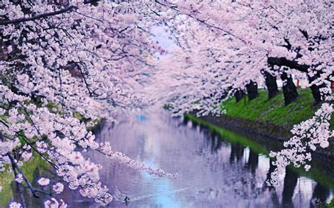 Cherry Blossoms Theme For Windows 10 Free Wallpaper Themes