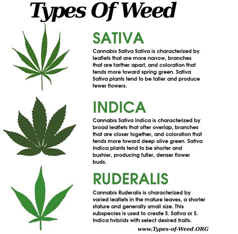 Check spelling or type a new query. Health.Marijuana.Canada: Types of Weed: Sativa vs Indica ...