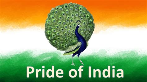 Why Peacock Is National Bird Of India Must Watch To Know Youtube