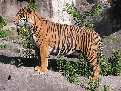Panthera Tigris Sumatrae Sumatran Tiger In Tierpark Berlin