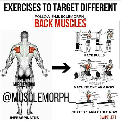 Back Muscles Training With Images Back Muscles