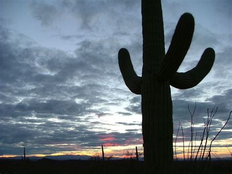 Saguaro Cactus Silhouette At Dusk Sonoran Desert Arizona