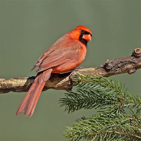 Northern Cardinal Male Cardinalis Cardinalis Beautiful Birds