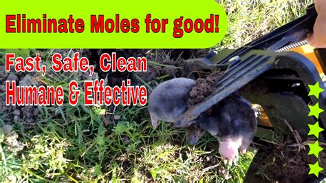 How To Remove Moles In My Yard Kill Moles Catch Moles Pest Control Trap
