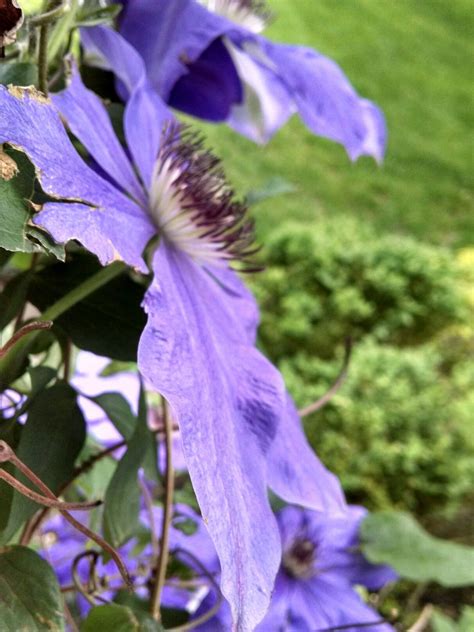 Browse hundreds of pictures of inspiring gardens, including photos of flowers, edible gardens garden design photo gallery. Spring clematis | Dream garden, Clematis, Plants
