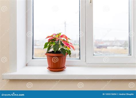 Flower In A Pot On The Window Stock Photo Image Of Windowsill Fresh