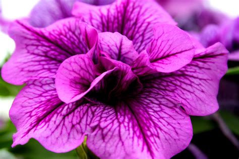 Beautiful Purple Pink Flower Flowers Free Nature Pictures By