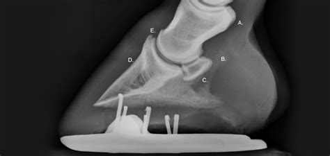Navicular Bone Radiographs Horse