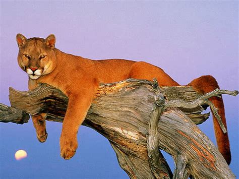 Cougar Tree Cat Wild Hd Wallpaper Peakpx