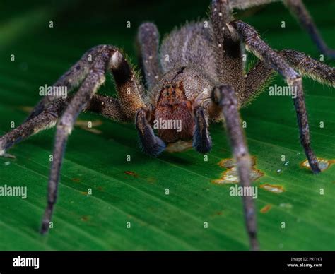 Phoneutria Nigriventer Brazilian Wandering Spider Armadeira Frontal