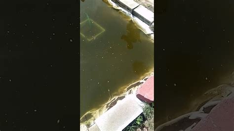 10 мин и 37 сек. 5/6 lb bass in backyard pond homemade - YouTube