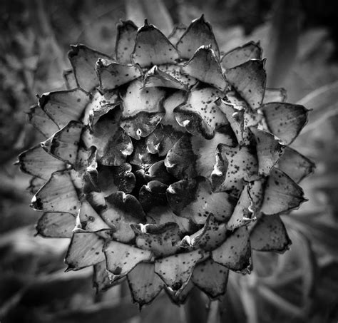 Black And White Symmetry By Lazy Photon On Deviantart
