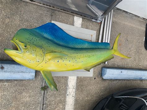 47 Inch Bull Dolphin Fish Mount Replica Reproduction For Sale