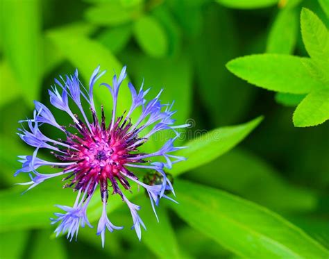 Blue Cornflower In Garden Stock Image Image Of Closeup 152954329