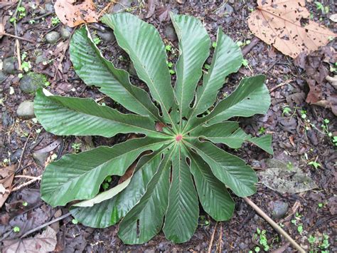 Maybe you would like to learn more about one of these? The Phytophactor: Tropical peltate leaves