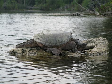 They are commonly found around the gulf of mexico, but some are found as far north as quebec. 2850135743_563b1b7a3e_z.jpg
