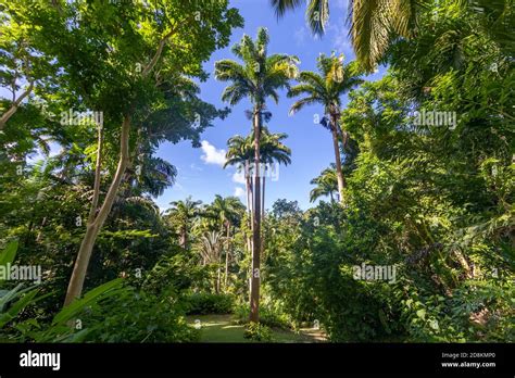 Flower Forest Botanical Garden Barbados West Indies Stock Photo Alamy