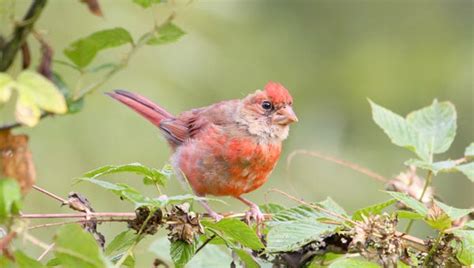 Molting Cardinals Surprise Some Bird Enthusiasts The Tryon Daily