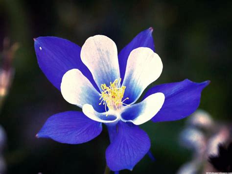 Jul 22, 2020 · access to the land above the trees is the most distinct aspect of rocky mountain national park. Rocky Mountain Columbine Blue Flower Images | HD ...
