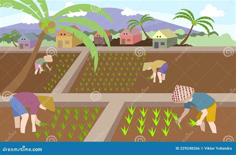 A Vector Illustration Of Farmers Growing Rice In Rice Fields Rural