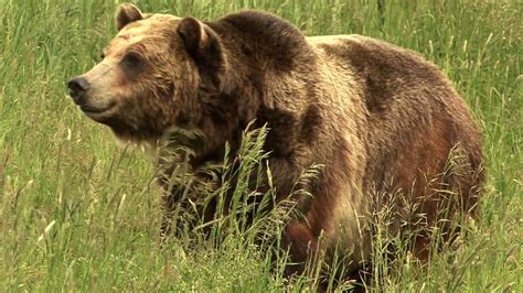 Bears Help Scientists Uncover Clues to Obesity, Diabetes