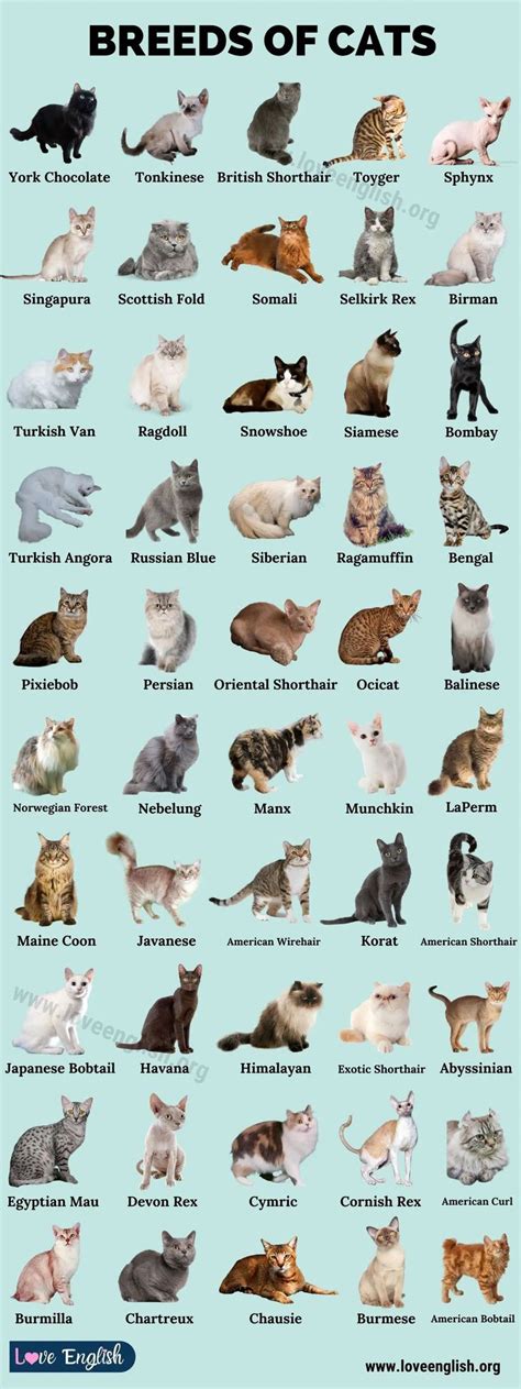 An Image Of Cats That Are All Different Colors And Sizes With The