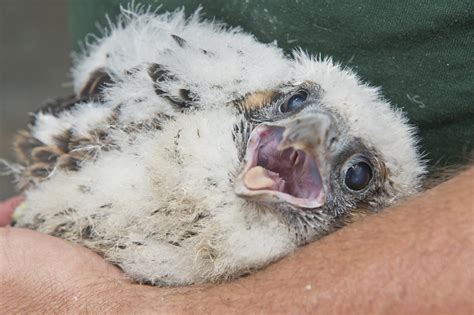 Bandt2834 Seven New Peregrine Falcon Chicks Are Living In T Flickr