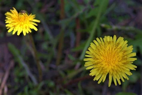 Dandelion Flower Meaning And Symbolism Interesting Facts Florgeous