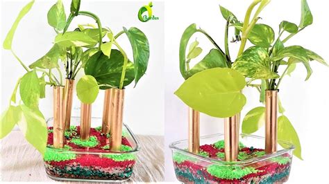 💚 Money Plant Growing In Watermoney Plant Decorationorganic Garden💚