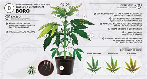 síntomas y solución para el exceso o deficiencia de boro b en las plantas de cannabis saltón