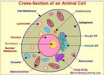 Animal cell grade 8 science. Gr 8 Science ;S - Brianna's Grade 8 Science