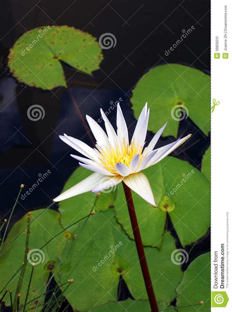 Water is one of those; Water Lily Flower, White Nymphaea Species Stock Image ...