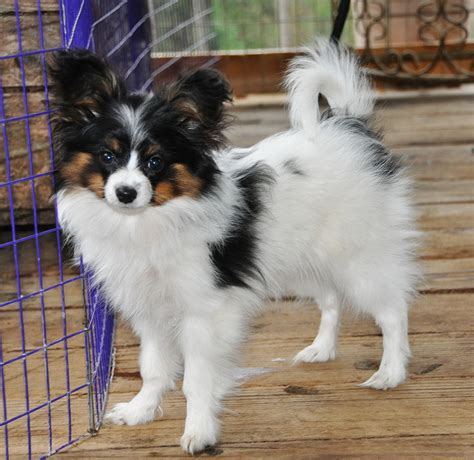 More images for pictures of papillon puppies » Road's End Papillons : 15 Week old Papillon Puppy