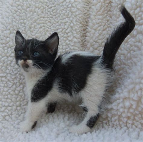 6 black kittens for sale. Munchkin Cats For Sale | Dallas, TX #272465 | Petzlover