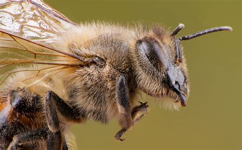 Why Male Honeybees Try To Blind Their Queens