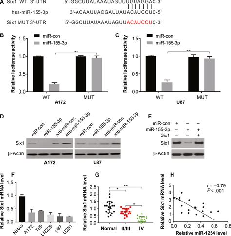 mir‐155‐3p targeting six1 in glioma a the predicted base pairing in download scientific