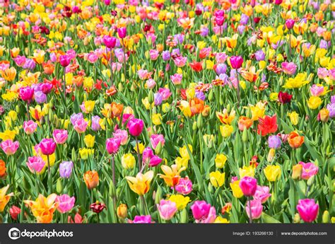 Colorful Tulip Flower Field Multicolored Bright Tulips Flowers Stock