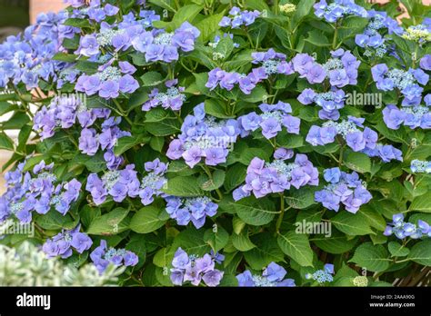 Teller Hortensie Hydrangea Macrophylla Blaumeise Stock Photo Alamy