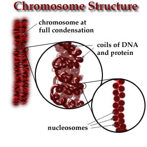 Oct 17, 2019 · chromosomal abnormalities typically occur due to a problem with cell division. Mendel Chapter 3