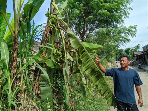 Maybe you would like to learn more about one of these? Jangan Lewatkan! Gambar Tanaman Pohon Pisang Terbaik ...