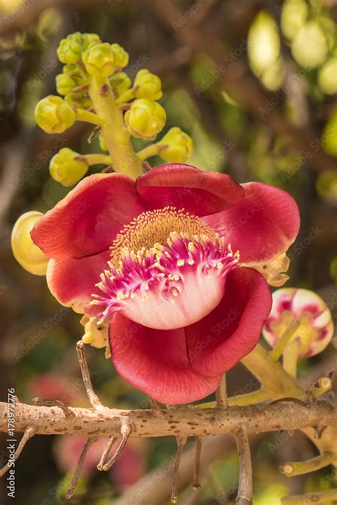 Shorea Robusta Roxb Flower Flower Shal Sakhuwansal Tree Sal Of