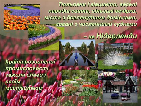 Голландські тюльпани відомі у всьому світі. Презентація "Фламандський і голландський живопис" з ...