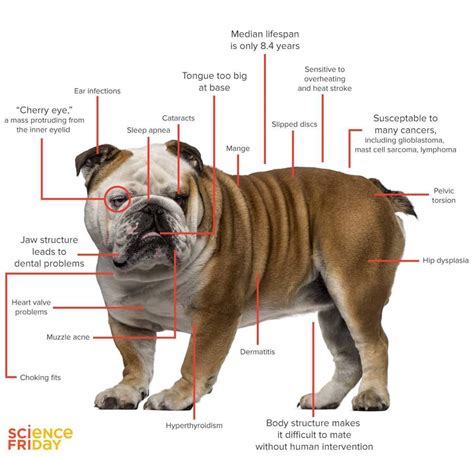 Degenerative Valve Disease In English Bulldog Pashudhan Praharee