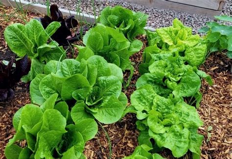 How To Plant Grow And Harvest Romaine Lettuce At Home