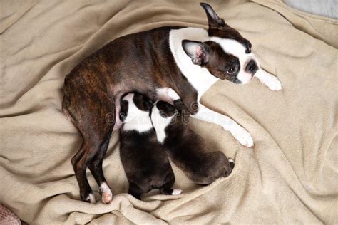 Boston Terrier Mom Dog Feeds Puppies Milk Cute Pets Lifestyle Stock