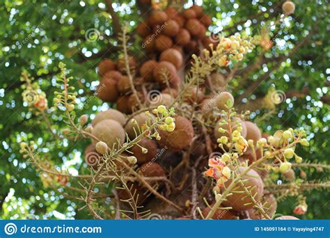 Flowers Of Shorea Robusta Also Known As Sal Sakhua Or Shala Tree
